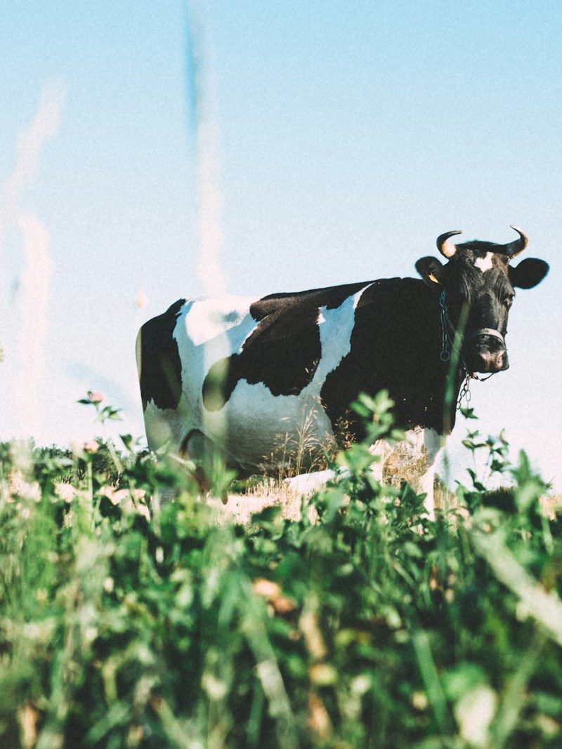 black and white dairy cow on green grasses during daytime